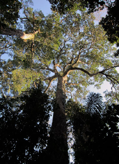 Charismatic megaflora of the Amazon rainforest