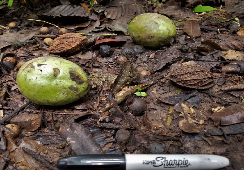 Calatola venezuelana in the Amazon