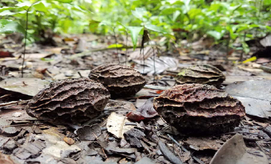 Calatola venezuelana