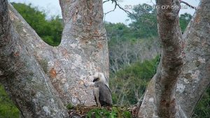 Harpy Eagle Chick four months old preparing for spreading wings