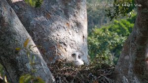 harpy eagle chick one month old