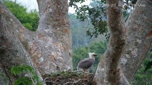 Harpy Eagle chick three months old