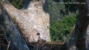 Harpy Eagle chick two months old