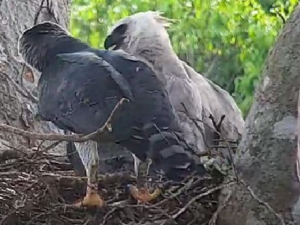 harpy eagle chick male or female