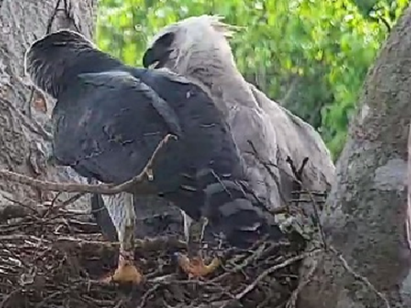 Harpy Diaries 6: Is the harpy eagle chick male or female ?