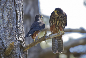 Male of New Zealand falcon (left) and female showing the RSD.