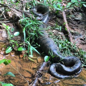 Anaconda in the Peruvian Amazon