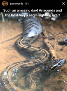 Anaconda snake eating in the Peruvian Amazon