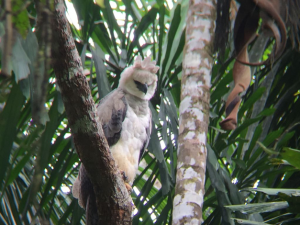 Juvenile Harpy Eagle watching the Anaconda snake