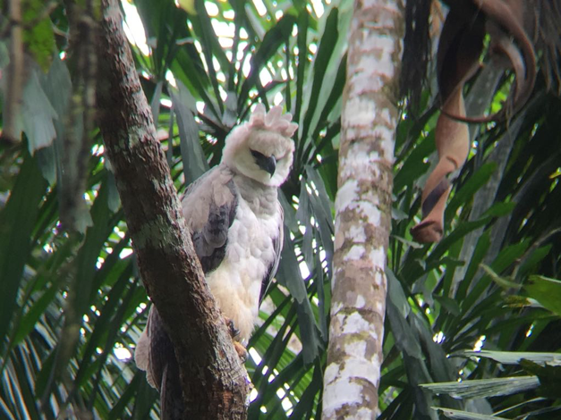 Harpy Diaries 9: Elpis, The Juvenile Harpy Eagle and the Anaconda