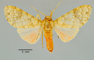 Baritius flexuosus