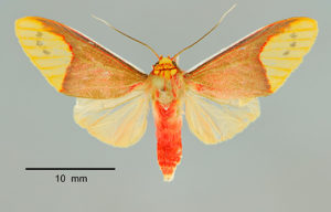 Evius ocassus