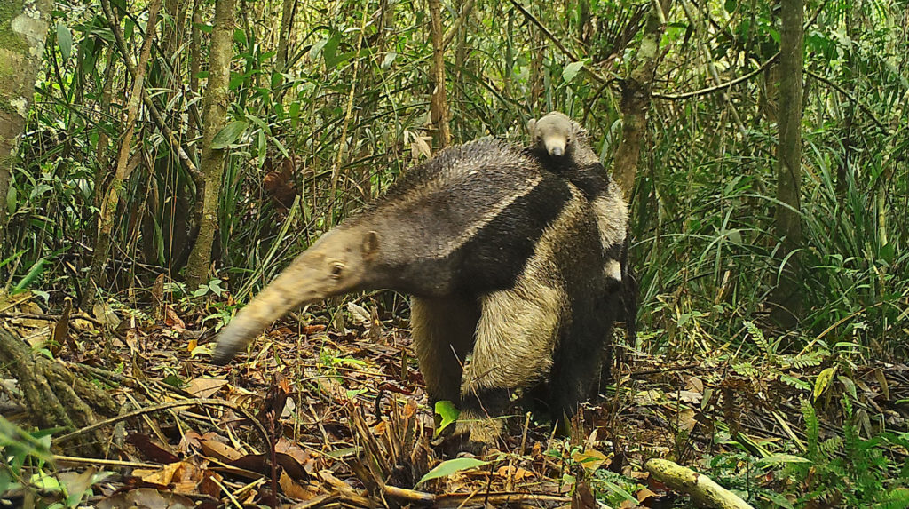 giant anteater camera traps in the amazon