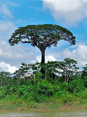 Harpy Diaries 2 : Setting up a camera to watch Harpy Eagles in the Amazon