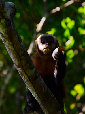  Cheeky capuchin monkey