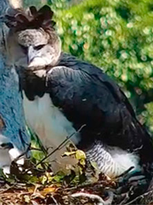 The 1st harpy eagle nest in wild recorded : HarpyCam is live!