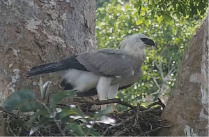 Harpy Eagle Chick Is 9 Months Old