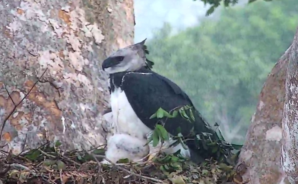 Harpy Diaries 3: Male Harpy Eagle protecting its chick from storm