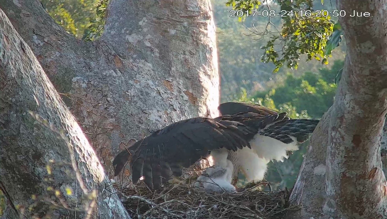 Harpy Diaries 4: Is Dad Gone? Understanding Harpy Eagle Parental Behavior