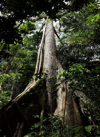 Ceiba