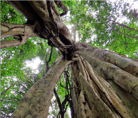 Ficus ypsilophlebia (4)