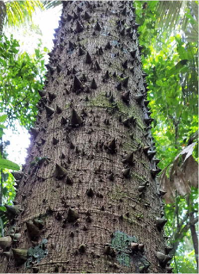 Jacarartia tree