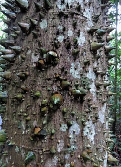 Jacarartia tree in the Amazon