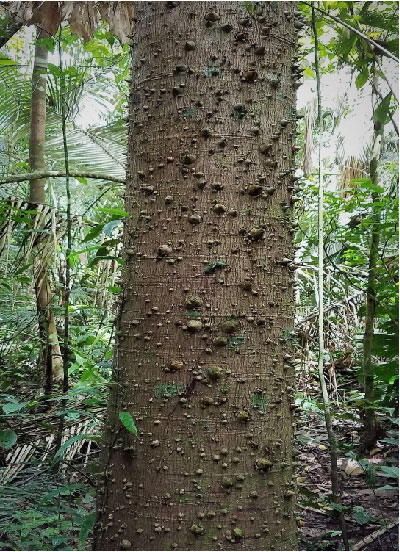 Jacarartia in the amazon