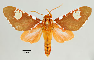 Rhodorhipha dalyi