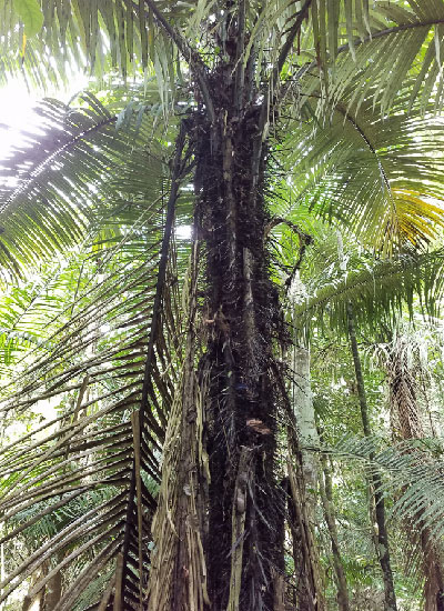 astrocarium palm