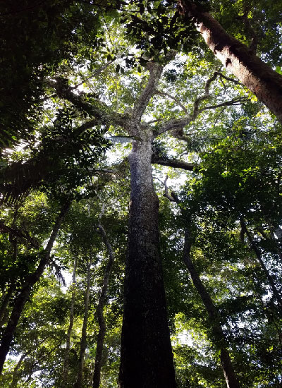 bertolethia excelsa