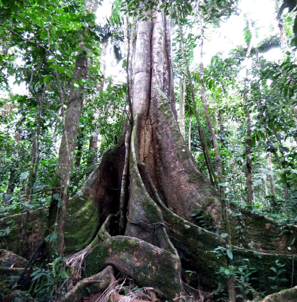 canopy fig tree