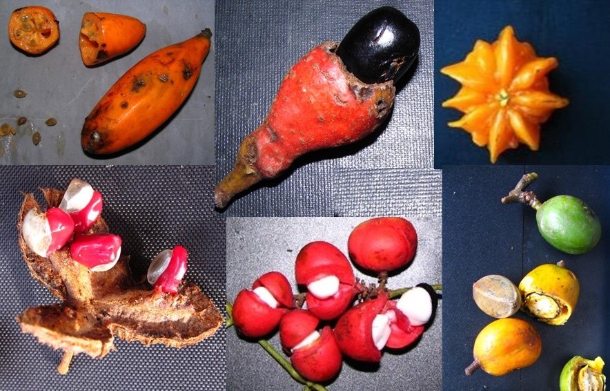 amazing fruits from the amazon