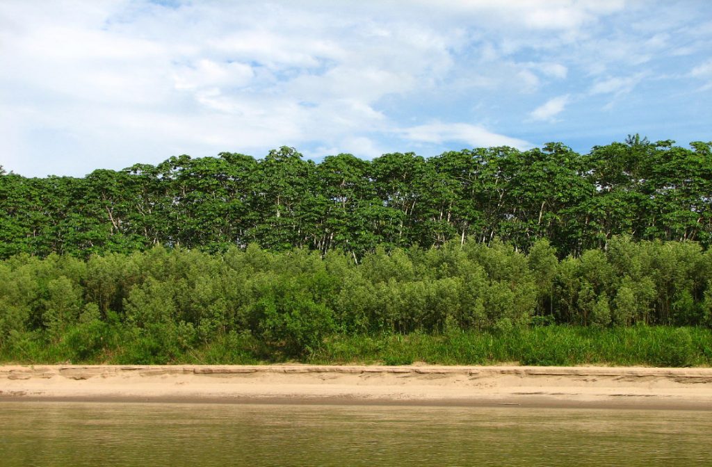 tessaria in the amazon