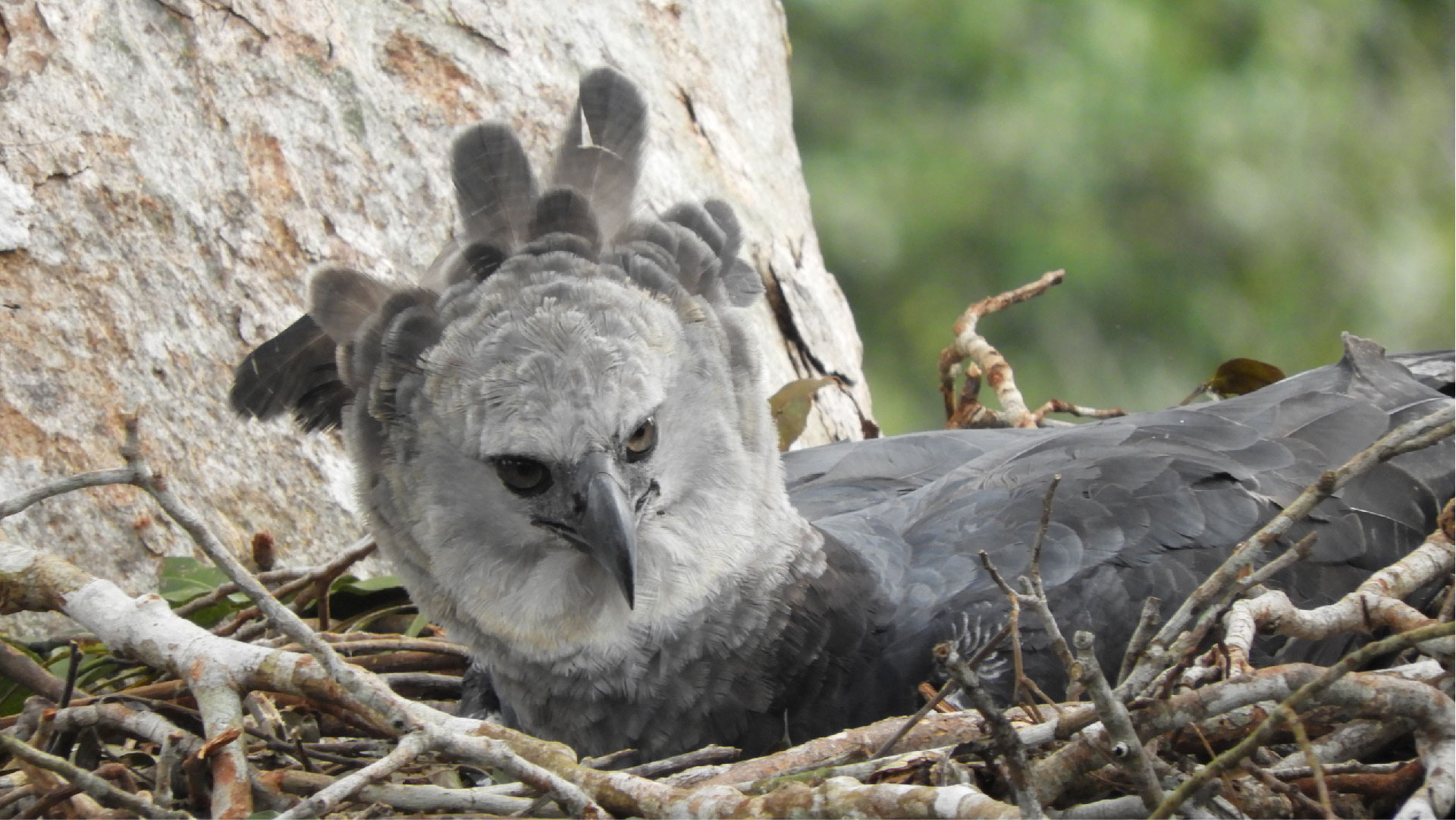 Harpy Diaries 1: How to fall in love with the Amazon and the majestic Harpy Eagle