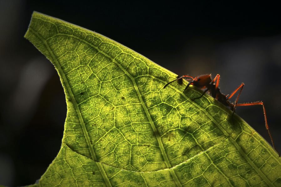 leaf-cutter ant by paul bertner