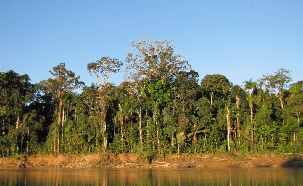 mature rainforest in the amazon