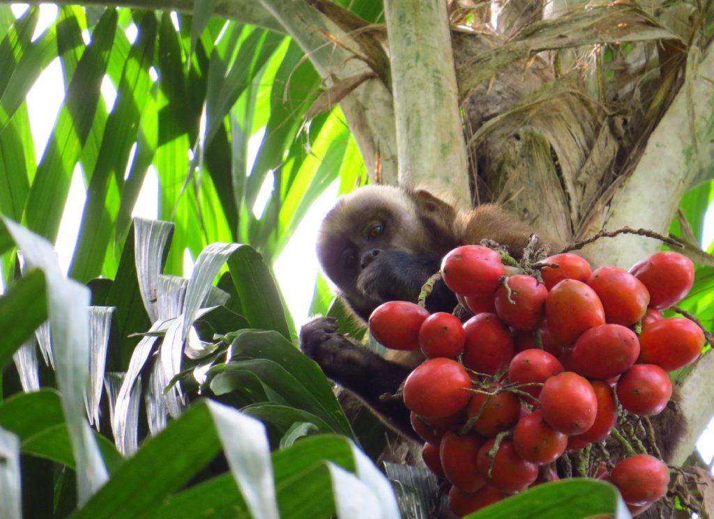 wild capuchin monkey eating a fruit