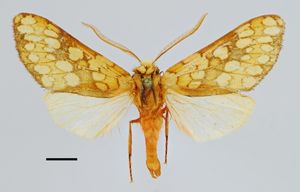 Metacrisia eckstromi