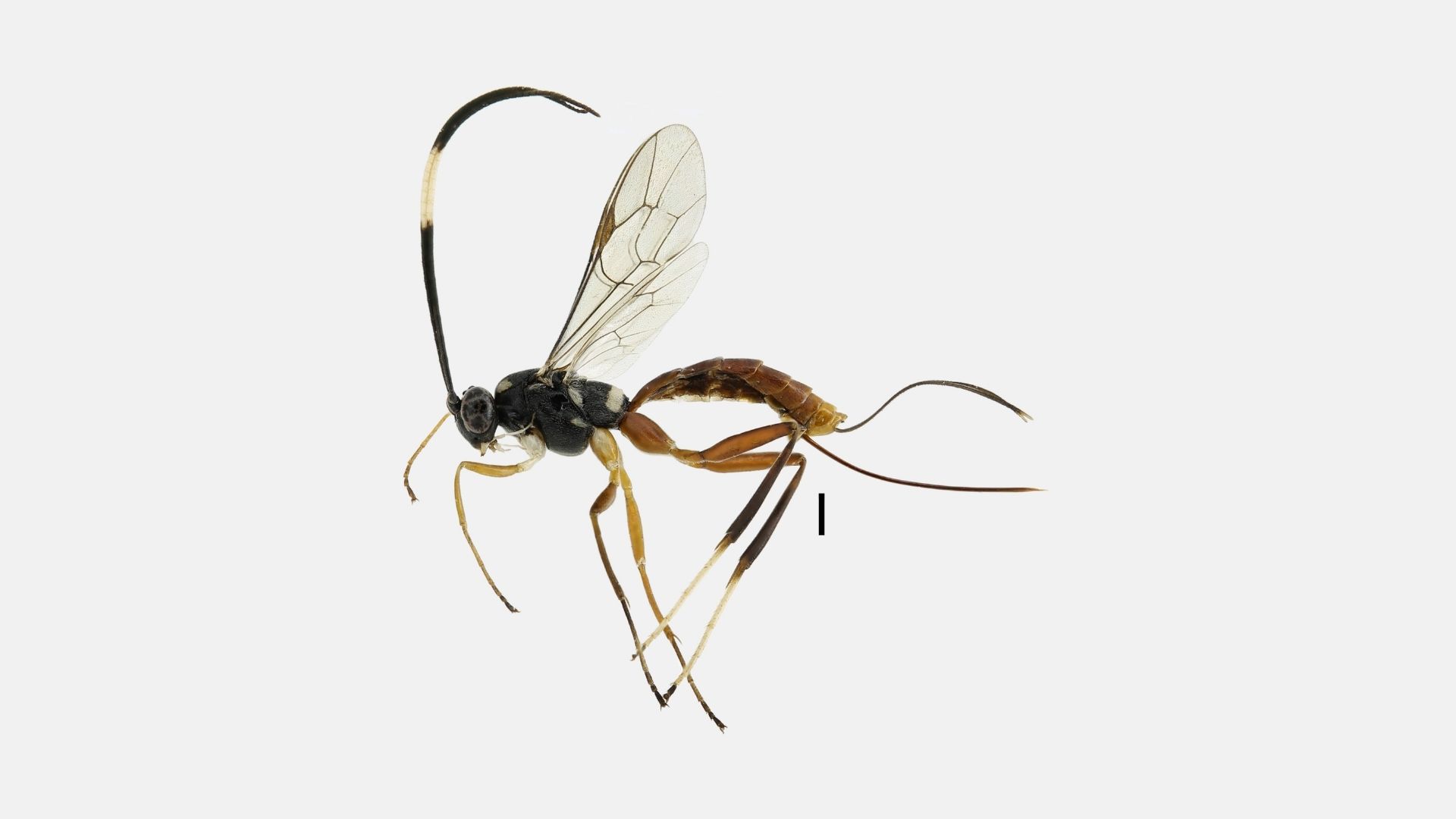 Mnioes poncei a new species of scorpion wasp