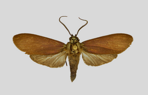 Parascepsis lantingi