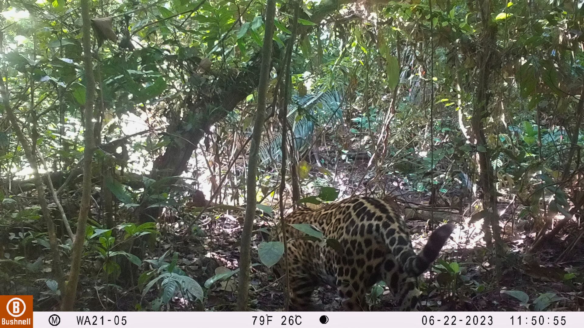 The fascinating jaguar mating behavior: Insights from the Peruvian Amazon